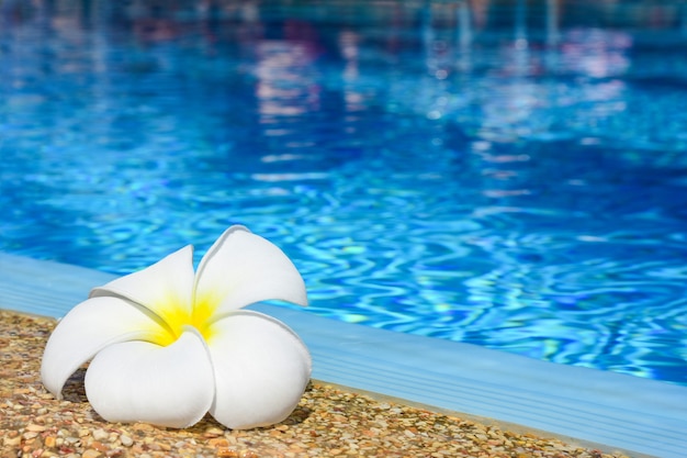 Foto plumeria-bloem aan de rand van een blauw buitenzwembad.