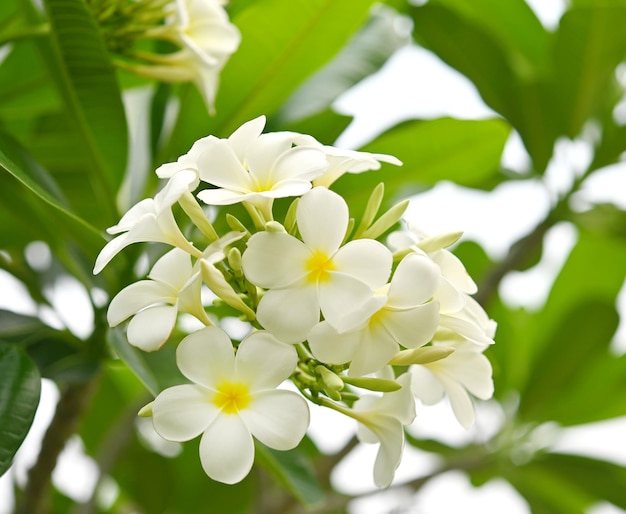 Plumeria-bloem plumeria-bloem met luchtnatuurachtergrond xdflower ' hawai in kalm uitzicht