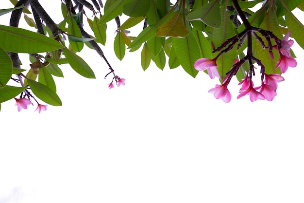 Plumeria bloem roze frangipani tropische bloem bloeien op boom spa bloem geïsoleerd op een witte achtergrond