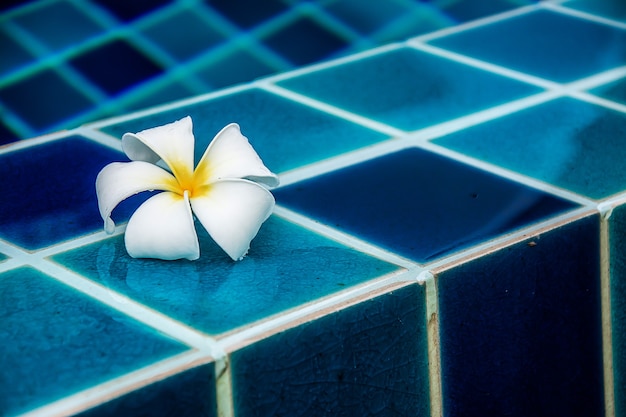 Plumeria-bloemen grenzen aan het zwembad