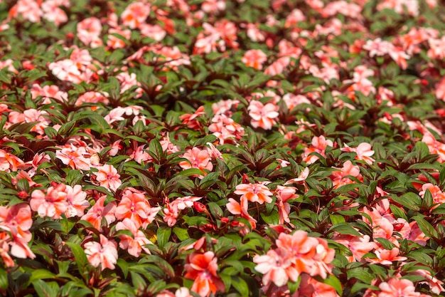 Plumeria bloemen in een prachtig omzoomde tuin.