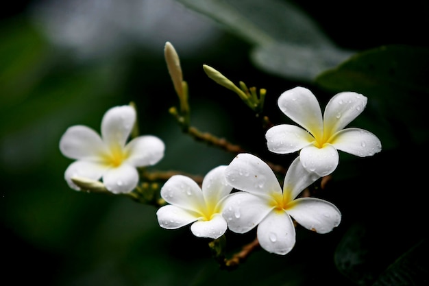 Plumeria bloemen op de boom, close-up