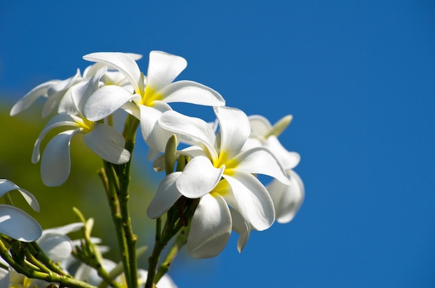 Plumeria bloemen