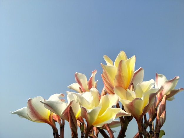 하늘 배경에 Plumeria 꽃입니다.