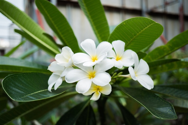 Plumeria blooms in the morning after rain.