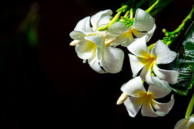 黒背景にPlumeriaの花