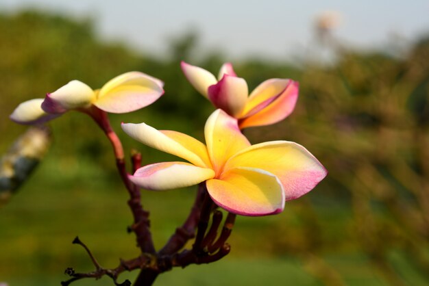 Plumeria 꽃 피는 밝은 하늘과 녹색 잎.