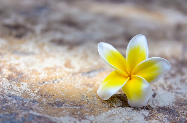 Fiore di plumeria sulla pietra marrone