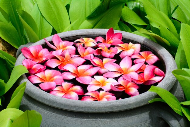 정원에서 물에 떠있는 Plumeria 꽃입니다.