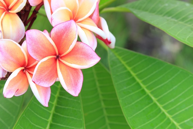 庭のクローズアップでプルメリアの花