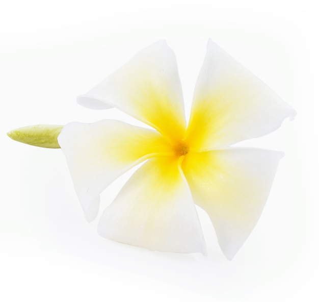 흰색 배경에 고립 된 Plumeria 꽃