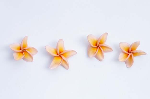 Plumeria flower isolated