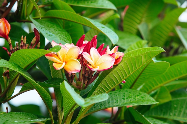 Plumeria 꽃 분홍색과 흰색 frangipani 열대 꽃 plumeria 꽃이 나무 스파 꽃에 피는