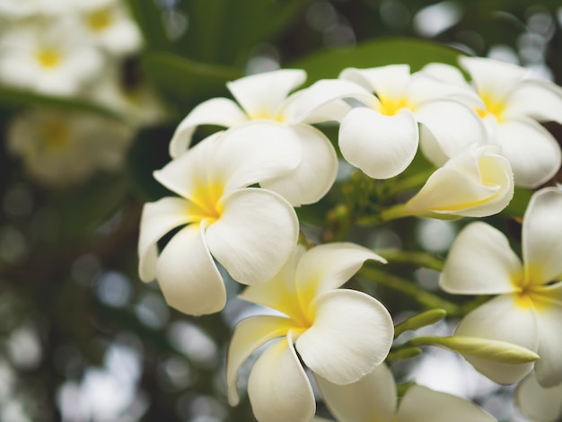 プルメリアの花 - プルメリアの花が木に咲く