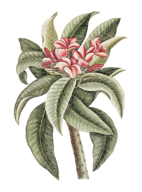 plumeria flower sticker vintage botanical illustration remix from the artwork of mark catesby