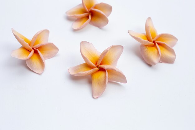 Plumeria flower on white background.