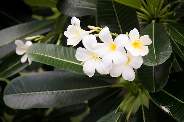 Plumeria 꽃 화이트 frangipani 열 대 꽃