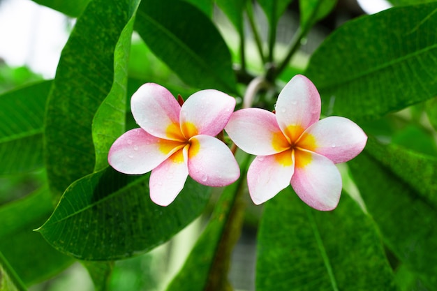 녹색 잎을 가진 Plumeria 꽃