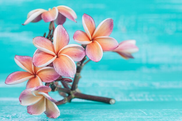 Plumeria flower on wood