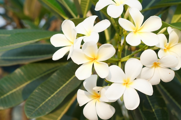 Цветок Plumeria.