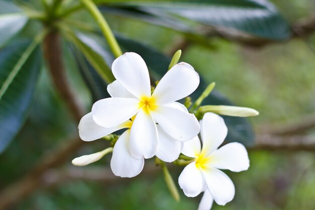 Цветок Plumeria.