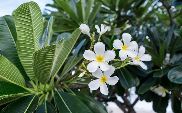 Photo plumeria flower