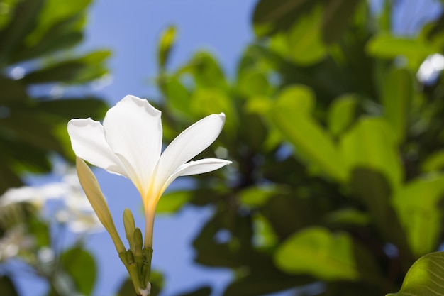 プルメリアの花