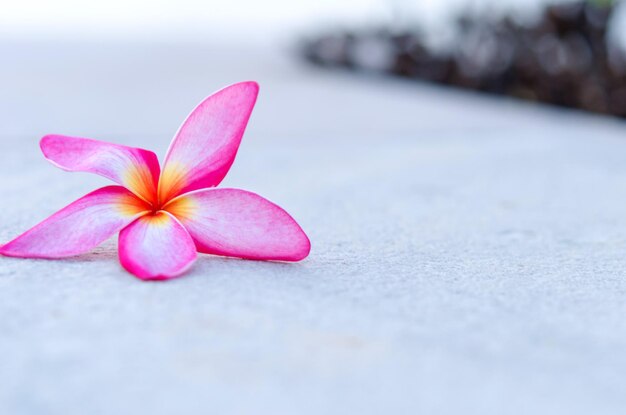 Plumeria flower