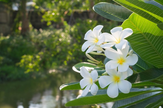 Plumeria 꽃