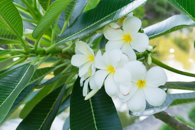 Plumeria 꽃