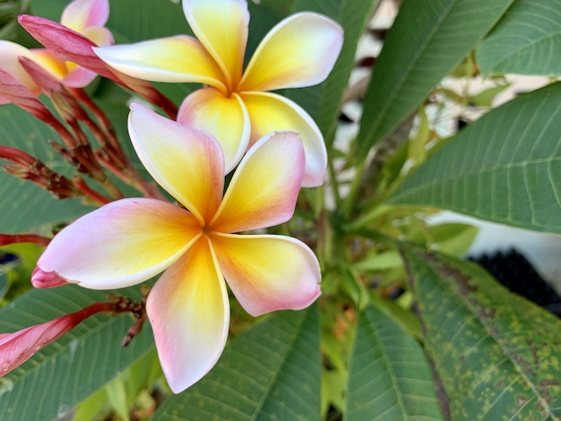 아침에 Plumeria 꽃이 피다