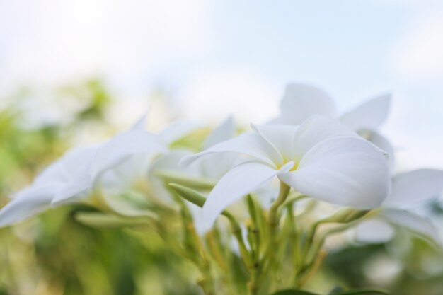 plumeria flowers close up