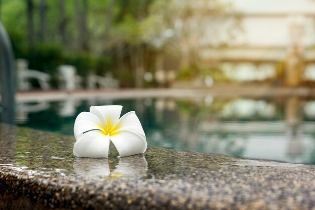 Plumeria flowers on the edge of the pool on a relaxing day