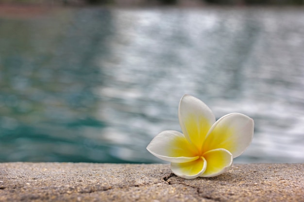 リラックスした日にプールの端にあるプルメリアの花。