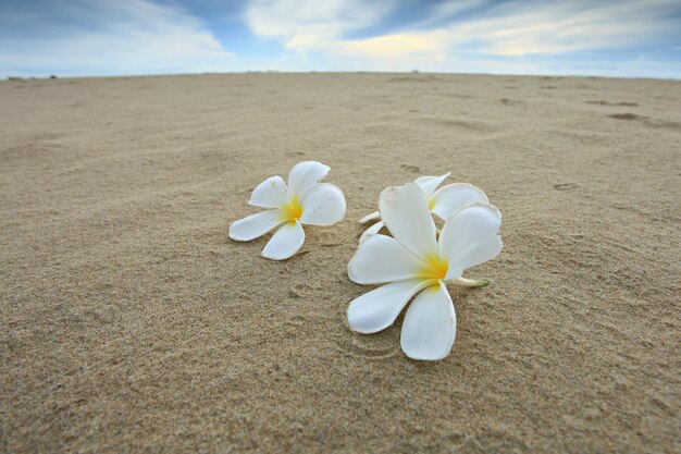 I fiori di plumeria cadono sulla spiaggia di sabbia bianca con relax in riva al mare