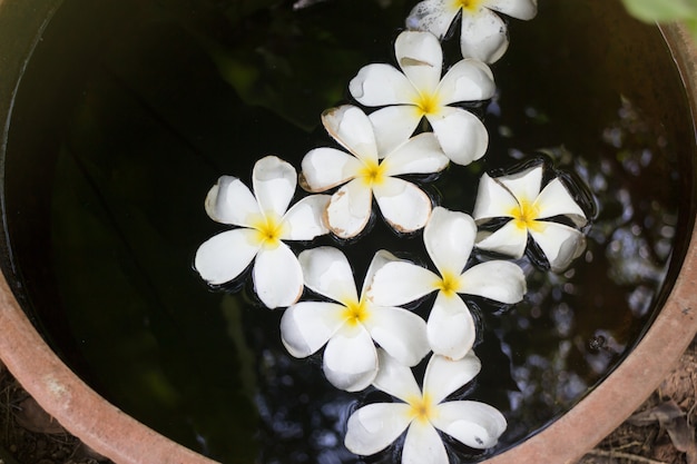 Photo plumeria flowers in garden water bowl