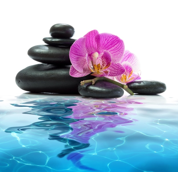 Plumeria Flowers In Japanese Fountain With Massage Stones And Bamboo Zen Garden