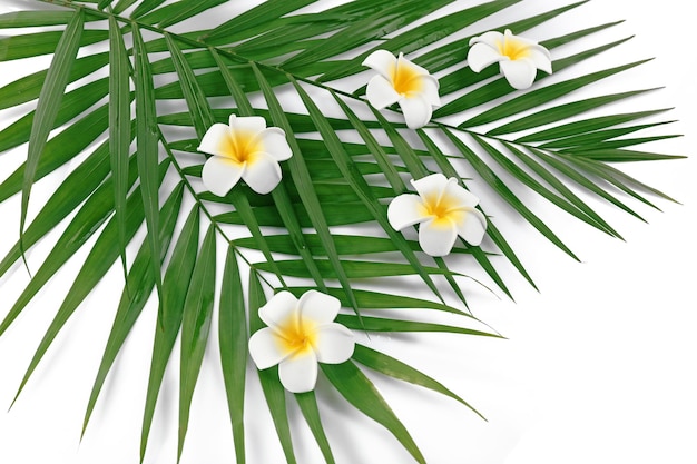 Plumeria flowers and palm leaves closeup