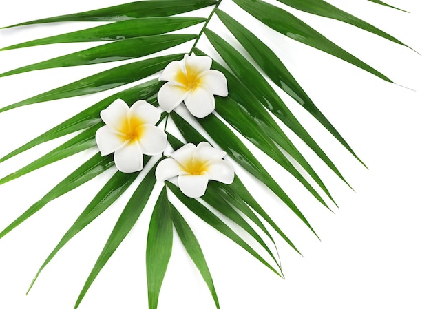 Plumeria flowers and palm leaves closeup