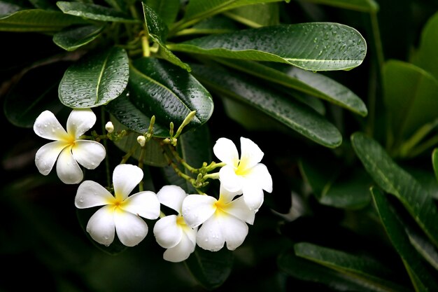 Plumeria flowers on the tree