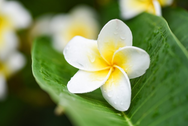 Plumeria flowers with drop water on green leaf