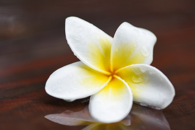 Photo plumeria flowers with drop water on wooden after rain