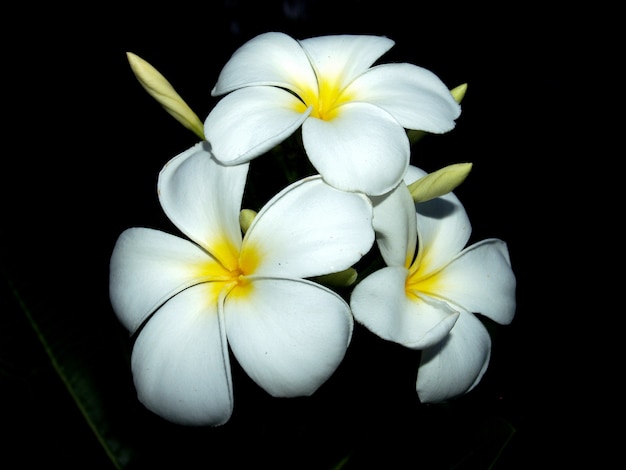 Цветы Plumeria