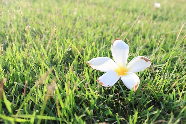 Photo plumeria flowers