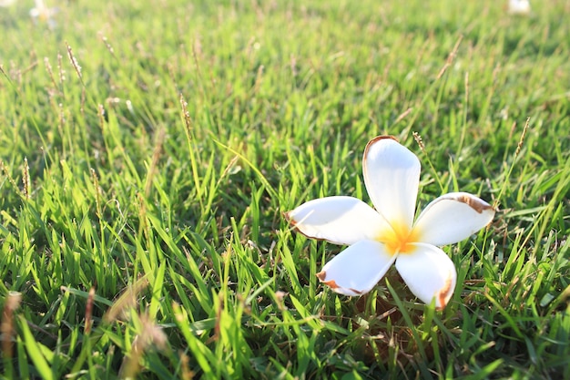 Photo plumeria flowers