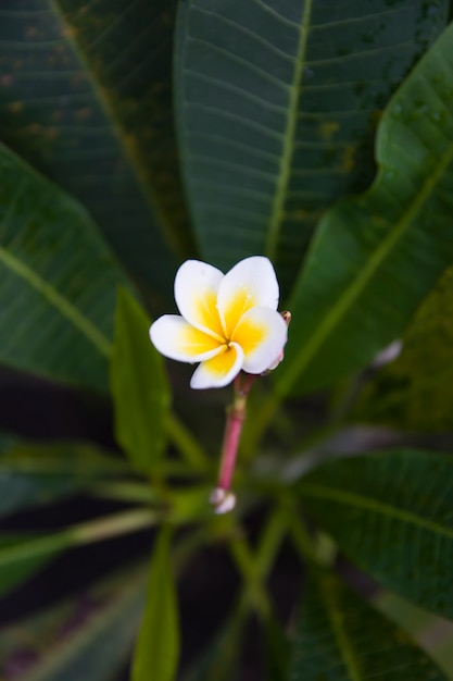 Plumeria (Frangipani) bloem in het tropische regenwoud