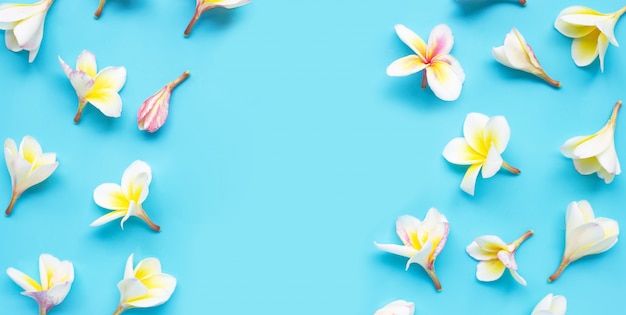 Plumeria or frangipani flower on blue background. 