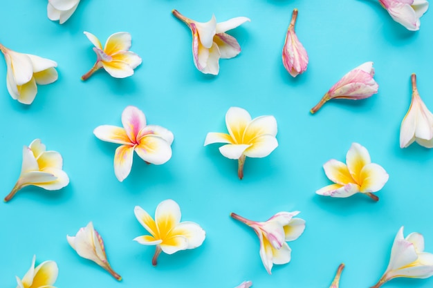 Plumeria or frangipani flower on blue 