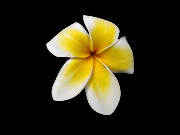 Plumeria or frangipani flower Semboja isolated on a black background