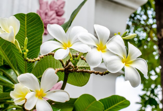 Plumeria (frangipani) flowers on tree